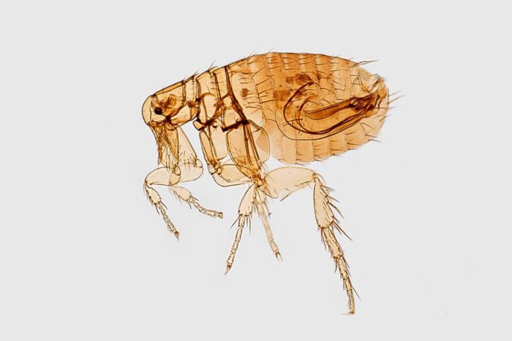 pulga causadora da peste negra